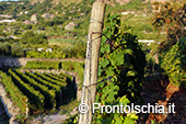 La vendemmia ai Giardini Arimei a Panza 50