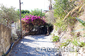 Le 10 passeggiate più belle dell'isola d'Ischia 11