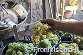 La vendemmia della famiglia Trani a San Pancrazio 9