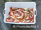 Pescaturismo a Ischia 75